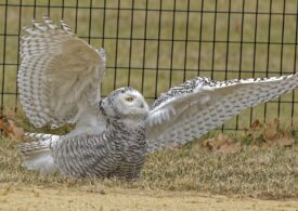 Premieră, după 130 de ani! O bufniță de zăpadă a fost zărită în Central Park