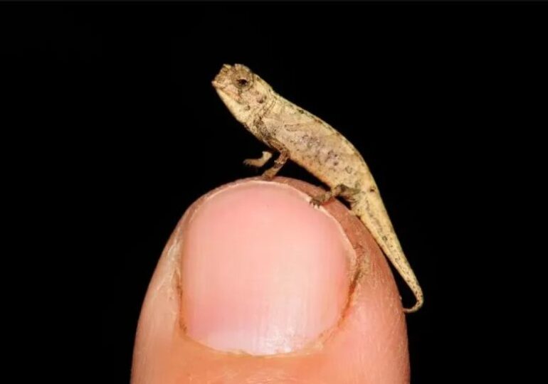 Cel mai mic mascul-reptilă e cât un vârf de deget. Ceva, însă, îl face deosebit