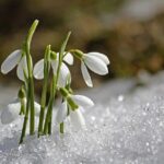 Prognoza meteo în săptămâna 18–24 ianuarie: Trecem rapid de la iarnă la primăvară