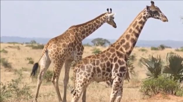 Girafe pitice, găsite pentru prima oară în sălbăticie (Video)
