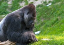 Opt gorile de la o grădină zoologică din California au fost testate pozitiv cu Covid