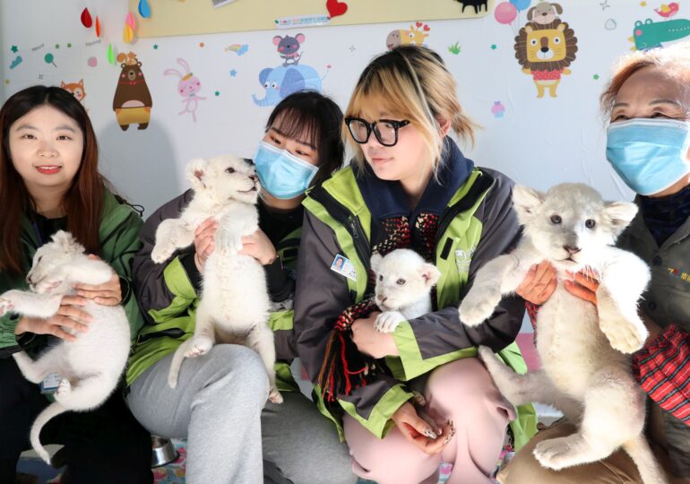 Patru pui de leu alb fac senzație în China (Galerie foto)