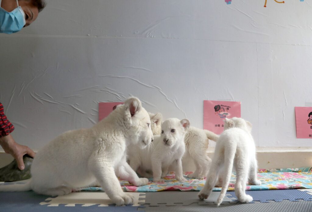 Rare quadruplet of white lions presented in Nanton