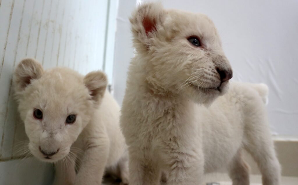 Rare quadruplet of white lions presented in Nanton