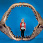 fosilă Megalodon rechin