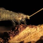 Asul din mâneca unei insecte: Cu un ”vânt” poate ucide mai multe termite!