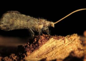 Asul din mâneca unei insecte: Cu un ”vânt” poate ucide mai multe termite!