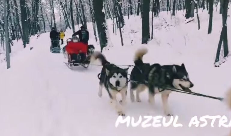Veste bună pentru iubitorii de zăpadă: Plimbări cu sania trasă de câini, în premieră la cel mai mare muzeu în aer liber din țară (Video)