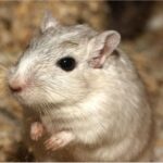 Oamenii de știință au reușit să amâne îmbătrânirea la șoareci. Viața le-a fost prelungită cu 25%!