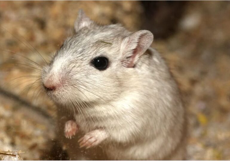 Oamenii de știință au reușit să amâne îmbătrânirea la șoareci. Viața le-a fost prelungită cu 25%!
