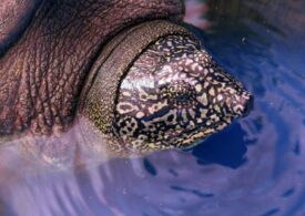 Cea mai rară specie de țestoasă din lume ar putea fi salvată! ”E cea mai bună veste a anului, dacă nu chiar a ultimilor 10 ani”