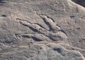 O urmă de dinozaur a fost descoperită în Marea Britanie de o fetiță de 4 ani
