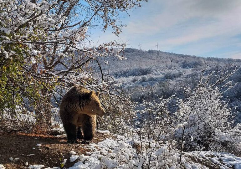 O ursoaica şi puii ei care aveau bârlog la Izvoru Mureşului au fost relocaţi cu succes