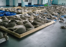 Valul de frig din Texas nu a afectat numai oamenii: Mii de ţestoase ”amorţite” au fost salvate după ce au eşuat (Video)