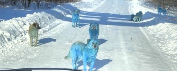 Câini cu blană albastră în Rusia. Ce s-a întâmplat cu patrupedele