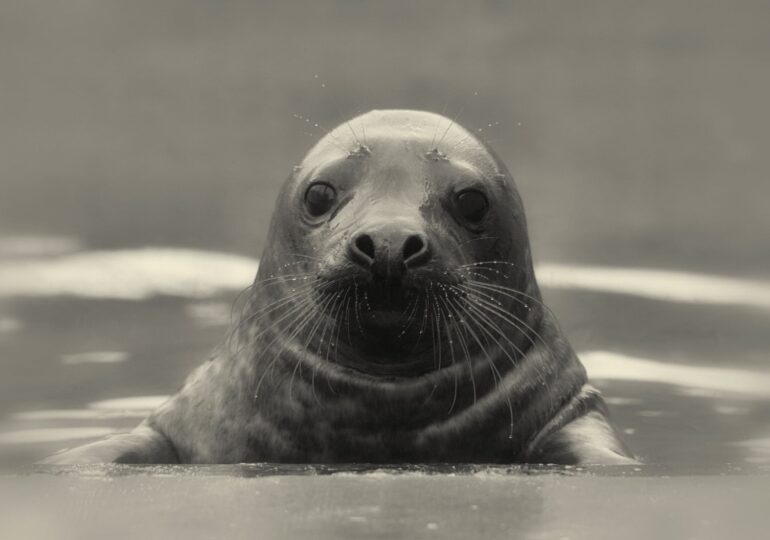 Focile gri au început să revină pe coastele franceze din Canalul Mânecii