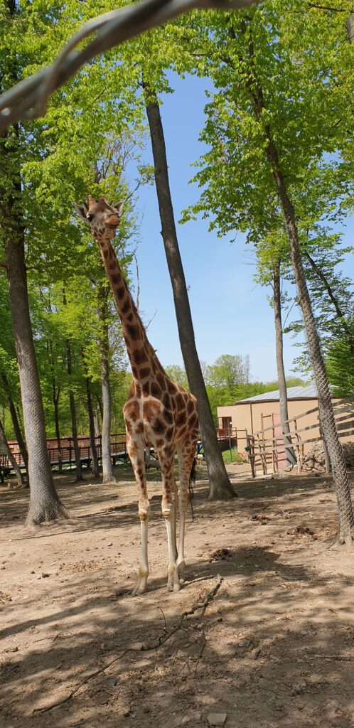 girafa-Zoo-Tg-Mures