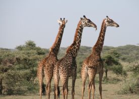 Asta fac girafele longevive. Avem de învățat de la ele!