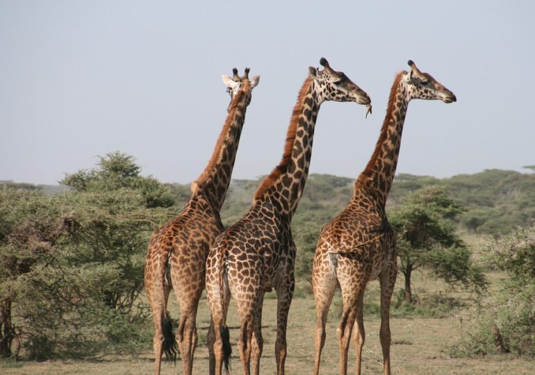 S-a născut girafa fără pete, unică în lume (Foto)