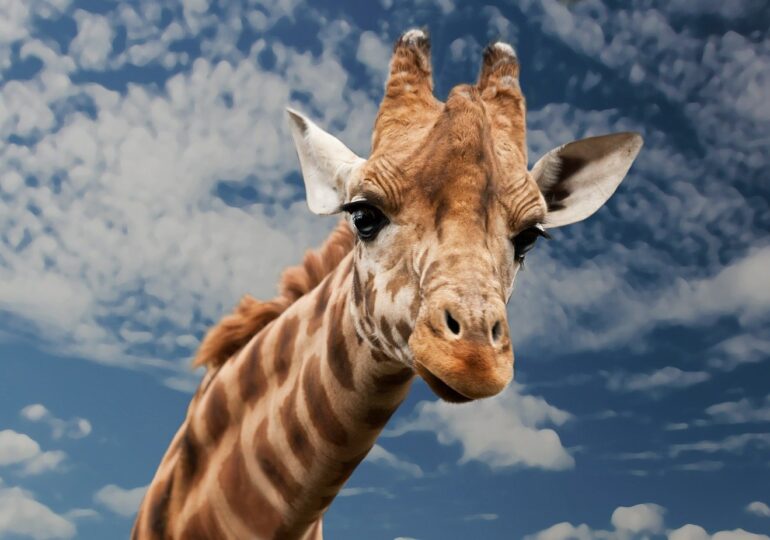 Singura girafă din România a murit înecată