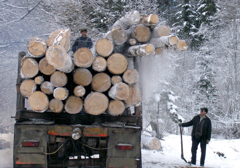 A fost lansată noua versiune a aplicaţiei Inspectorul Pădurii - oricine poate afla dacă un transport de lemn este legal