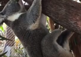Un dentist a reușit să ajute un koala să meargă normal, iar acum ursuleţul este foarte fericit (Video)