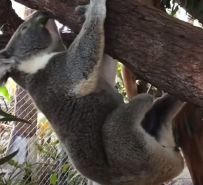 Un dentist a reușit să ajute un koala să meargă normal, iar acum ursuleţul este foarte fericit (Video)