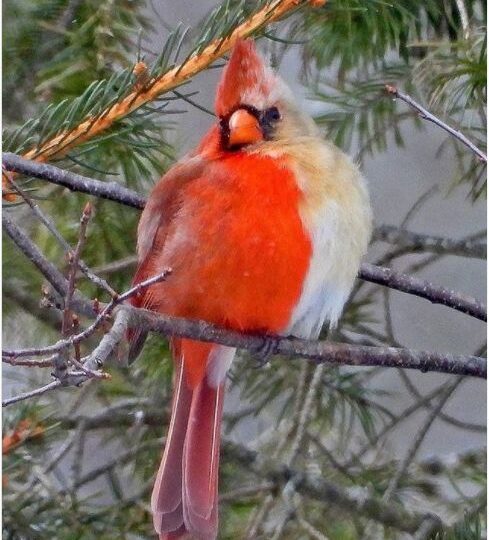 Un cardinal jumătate femelă, jumătate mascul a fost fotografiat în SUA