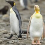 O ciudățenie de pinguin: galben, ca niciunul altul! Și nimeni nu știe de ce