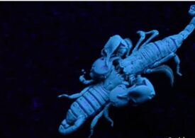 Ruleta rusească cu puii de scorpion: După o gestație lungă, se nasc, sunt cărați câteva săptămâni pe spatele mamei, dar pot sfârși în stomacul acesteia