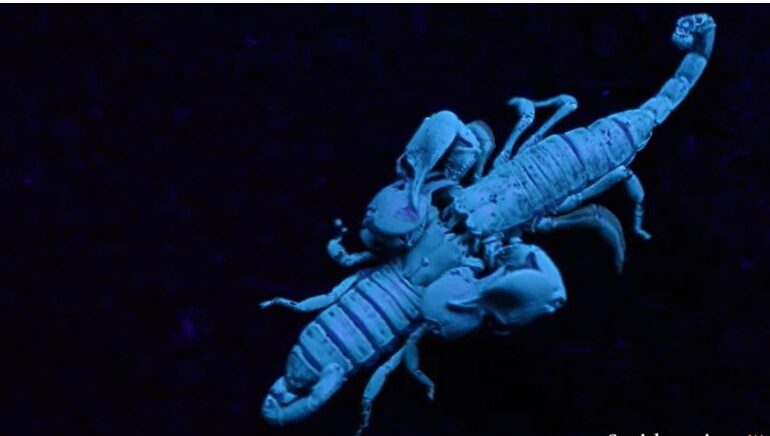 Ruleta rusească cu puii de scorpion: După o gestație lungă, se nasc, sunt cărați câteva săptămâni pe spatele mamei, dar pot sfârși în stomacul acesteia