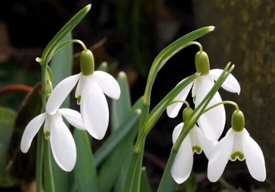 Amenzi de până la 50.000 de euro pentru cei care culeg ghiocei, în Germania. Un gest nevinovat poate aduce sancțiuni severe