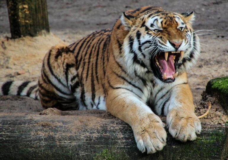 Doi tigri au scăpat de la o grădină zoologică și au făcut victime