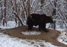 Primăria din Piatra Neamț face sondaj pentru a afla dacă localnicii mai vor Zoo, după ce au apărut imagini cu un urs traumatizat