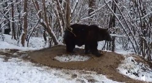 Primăria din Piatra Neamț face sondaj pentru a afla dacă localnicii mai vor Zoo, după ce au apărut imagini cu un urs traumatizat