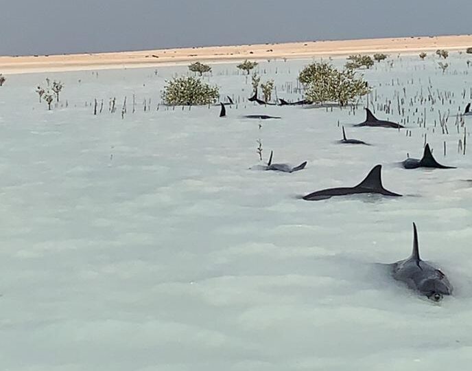 Zeci de delfini au fost salvați în largul Arabiei Saudite