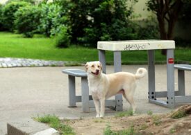 Miroase a Paradis. Un DOGumentar despre ieri, acum şi libertate