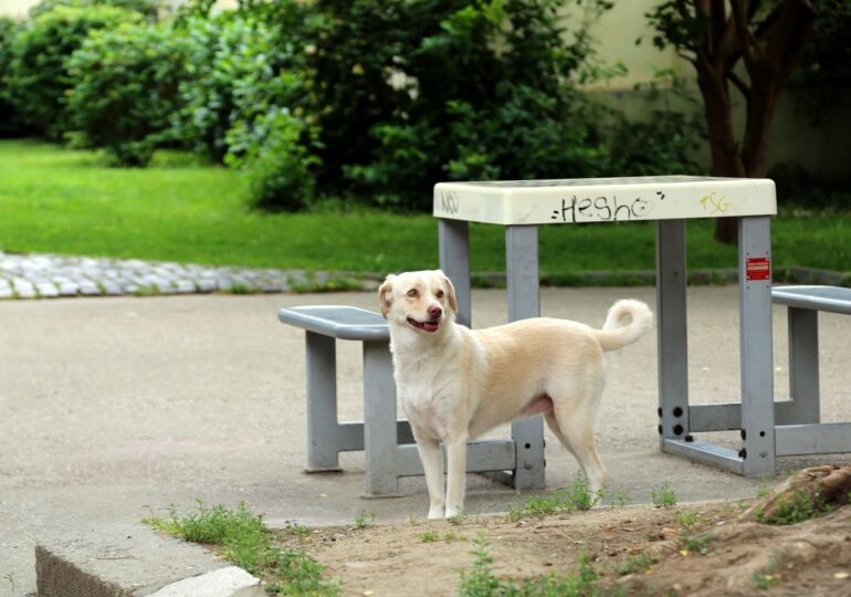 Miroase a Paradis. Un DOGumentar despre ieri, acum şi libertate