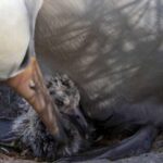Cea mai vârstnică pasăre din lume a devenit din nou mamă, la 70 de ani!
