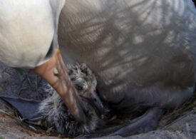 Cea mai vârstnică pasăre din lume a devenit din nou mamă, la 70 de ani!