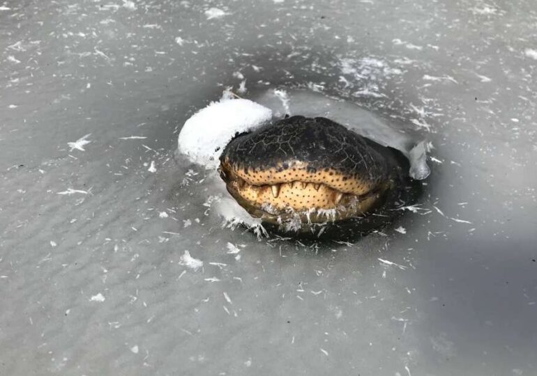 Tehnica ciudată de supraviețuire a aligatorilor, când apele îngheață