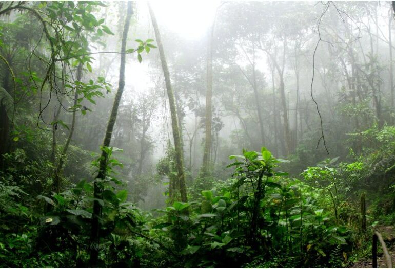 Un ritual al triburilor din Amazon a fost preluat de oameni din întreaga lume, chiar dacă are urmări dintre cele mai neplăcute: transpirații intense, diaree, vomă