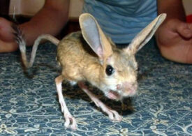 Animalul cu cele mai mari urechi, raportat la mărimea corpului