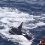 Bătălia pe viață și pe moarte dintre o balenă cu cocoașă și 15 orca – video în premieră