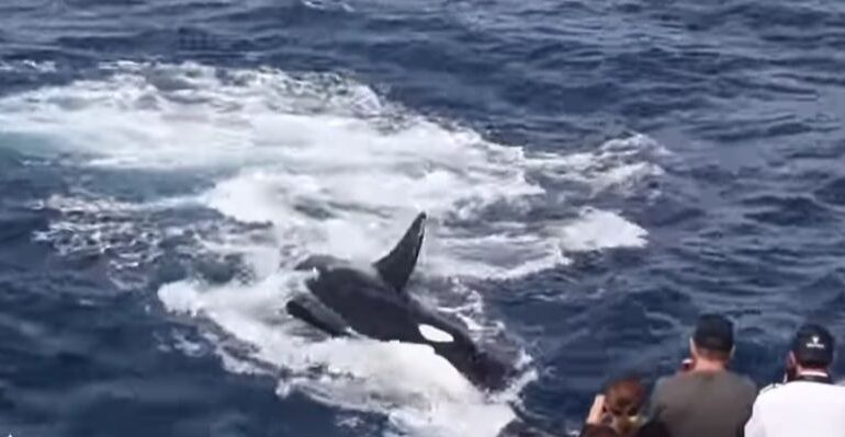 Bătălia pe viață și pe moarte dintre o balenă cu cocoașă și 15 orca - video în premieră