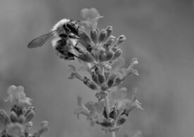 Albine dintr-o specie rară din Australia, redescoperite după o pauză de aproape un secol