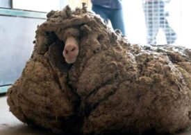 Într-o pădure din Australia a fost găsit rătăcind un berbec. Nu mai fusese tuns de ani buni și avea 35 de kilograme de lână!