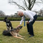 Câinii lui Biden au fost trimişi acasă în Delaware, în urma unui ”incident cu muşcături” la Casa Albă