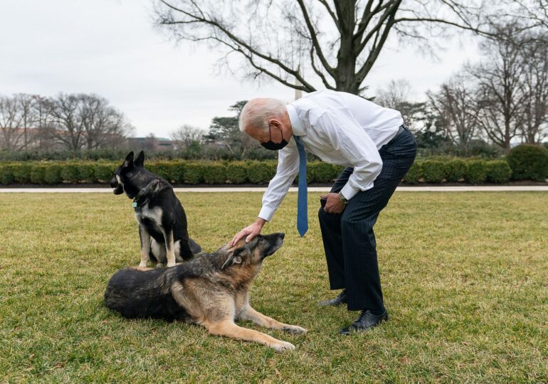 Câinii lui Biden au fost trimişi acasă în Delaware, în urma unui ”incident cu muşcături” la Casa Albă