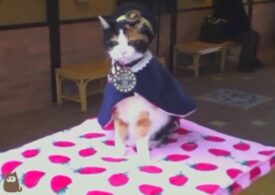 O pisică a ajuns şef de gară în Japonia şi a salvat o companie de la faliment